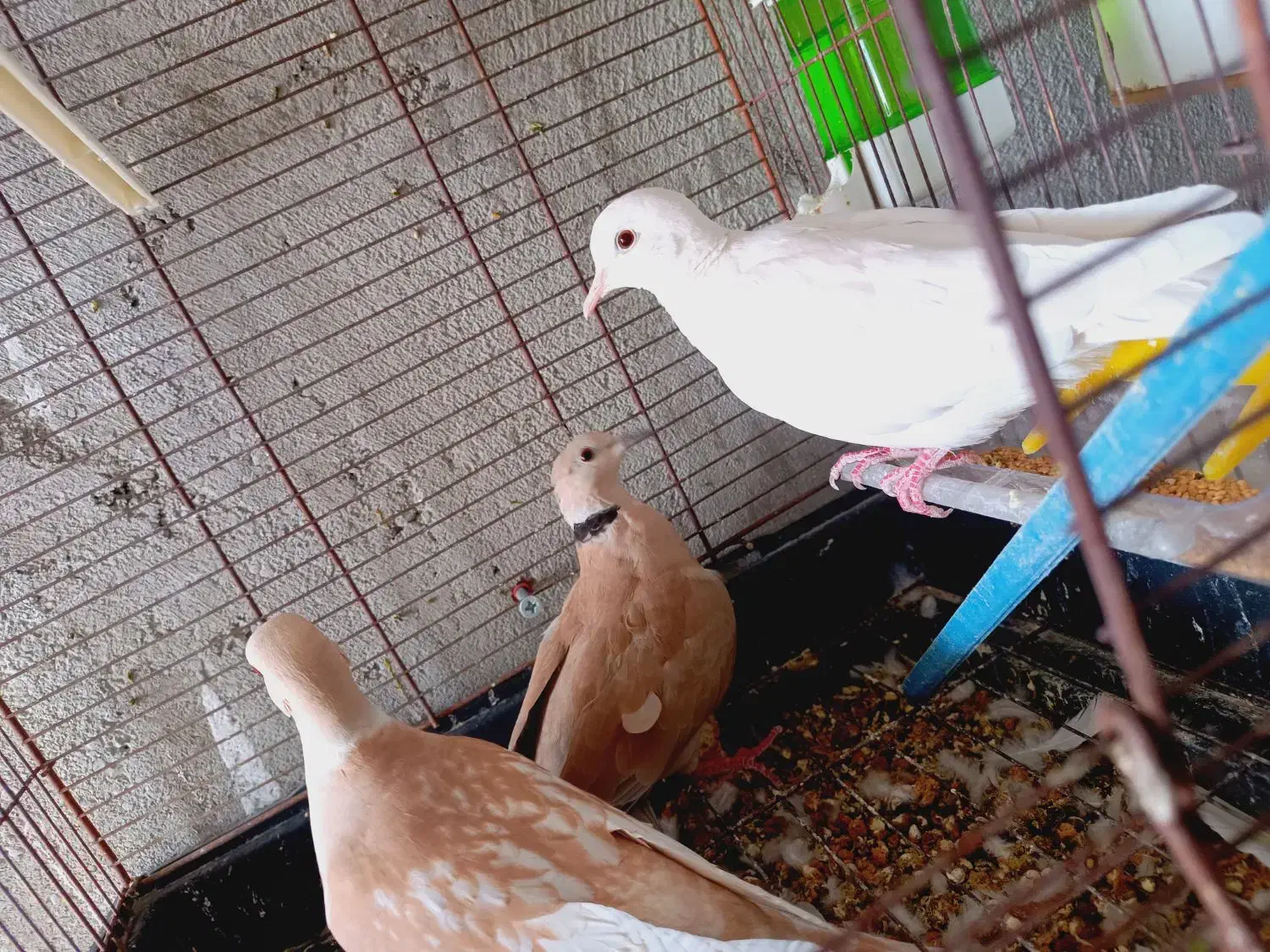 فروشی|پرنده|سراوان, |دیوار