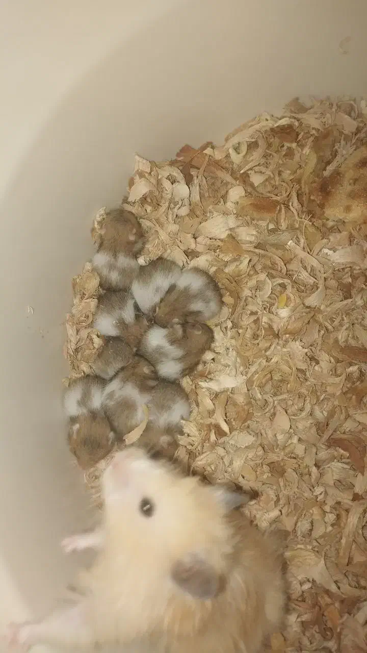 همستر دستی دوسداشتنی|موش و خرگوش|گلبهار, شهر جدید گلبهار|دیوار