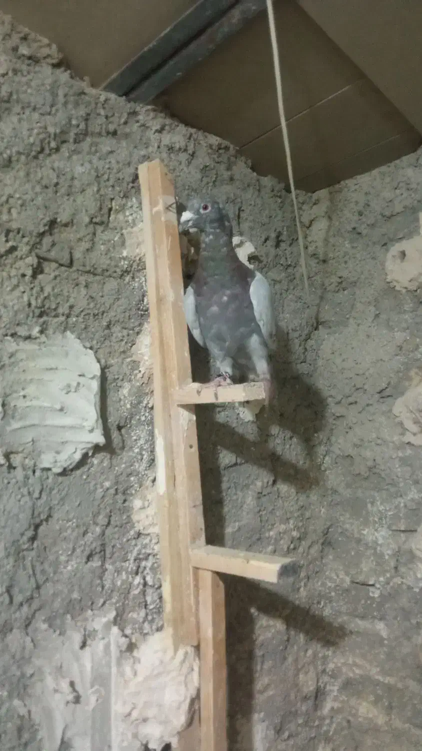 کبوتر صید پرشی|پرنده|مشهد, سیلو|دیوار