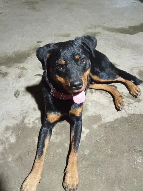 سگ رتوایلر|سگ|بندر انزلی, نیمه شعبان|دیوار