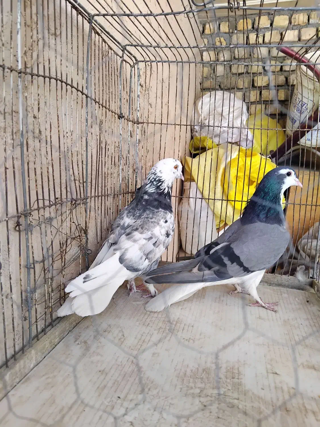 کبوتر|پرنده|اصفهان, مارچین|دیوار