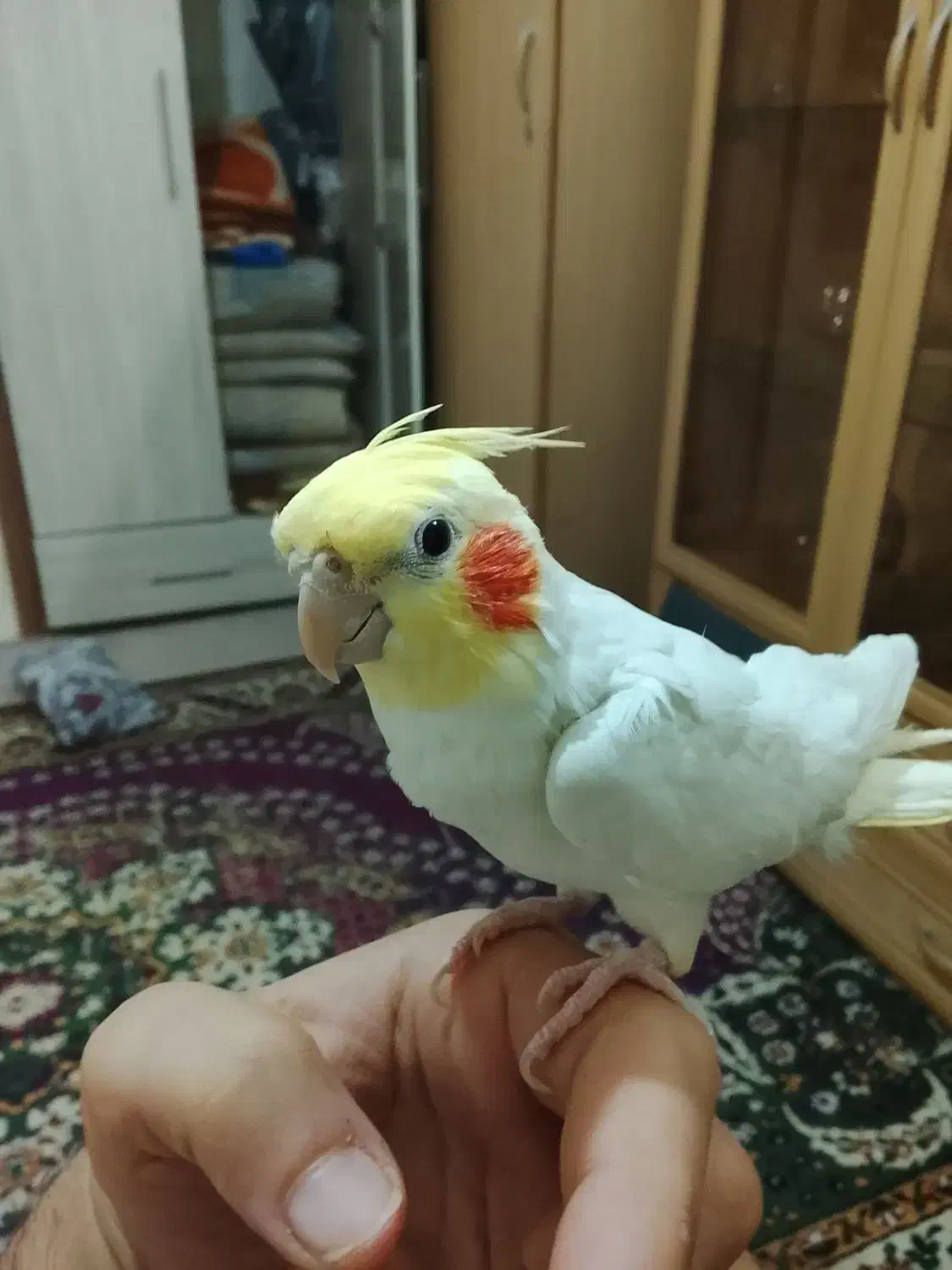 عروس هلندی ناز|پرنده|مشهد, هفده شهریور|دیوار