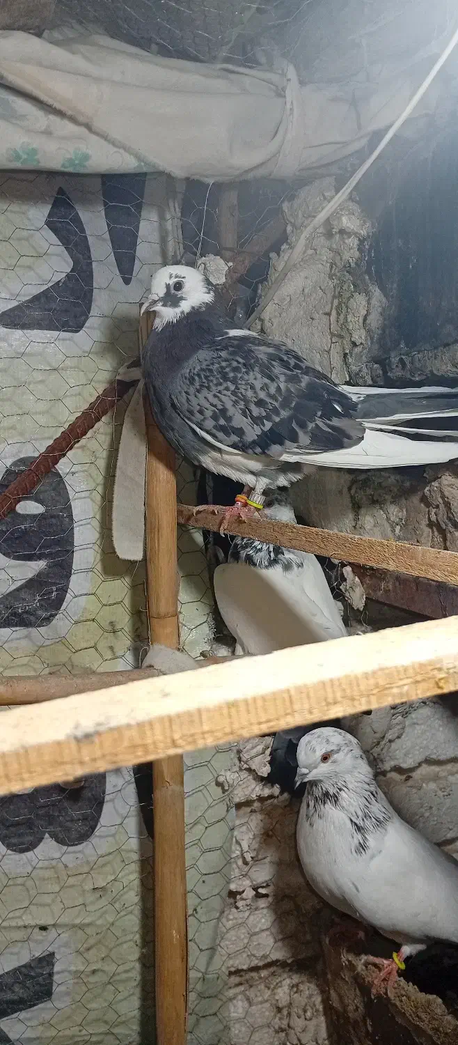 کبوتر|پرنده|گرگان, |دیوار