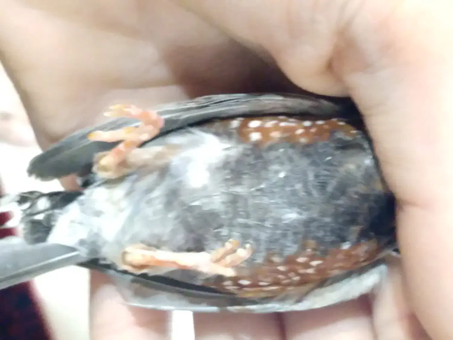 فنچ کینگ اورنج|پرنده|ری, دولت‌آباد|دیوار