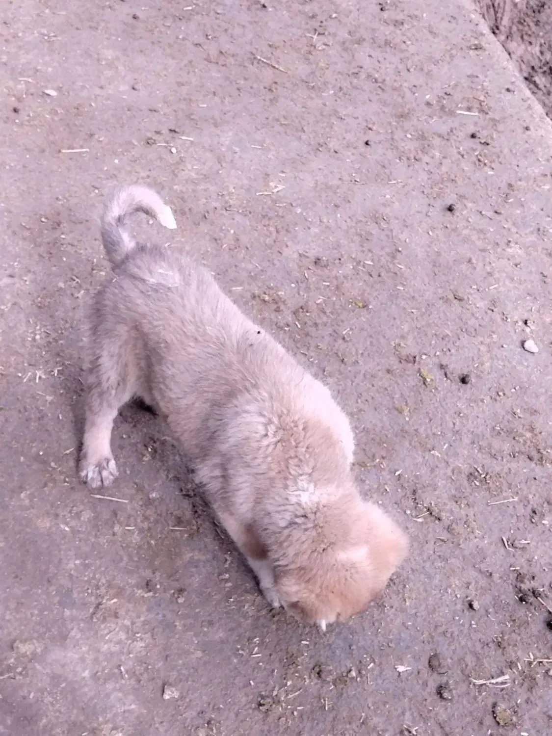 توله|حیوانات|بیجار, |دیوار