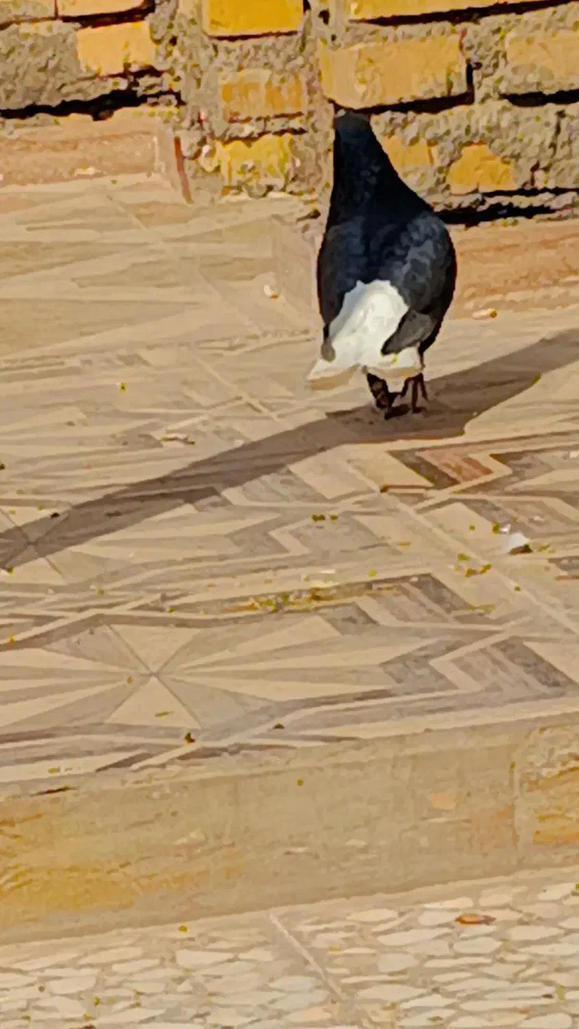 سوسنگرد|پرنده|سوسنگرد, |دیوار