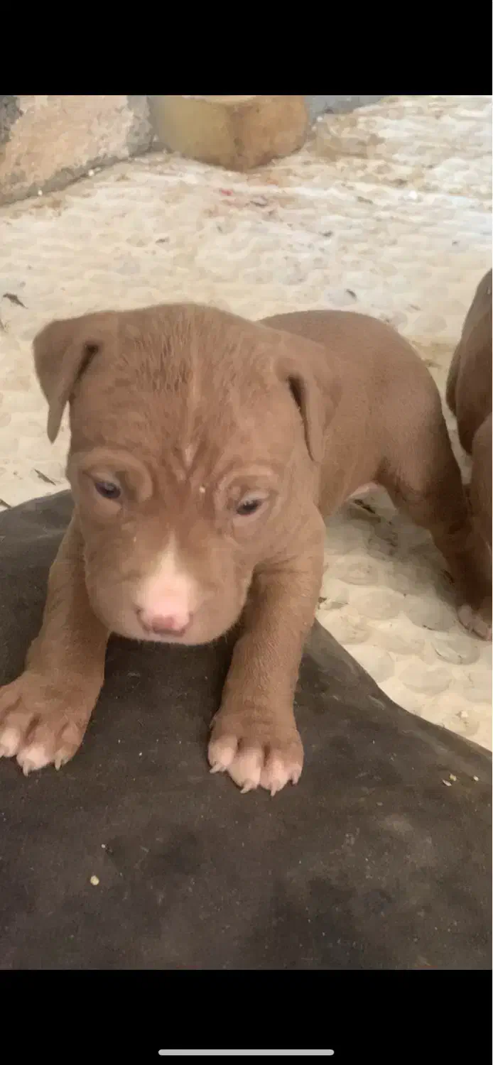 پیتبول اصیل نر سه عدد|سگ|رباط‌کریم, حصار مهتر|دیوار