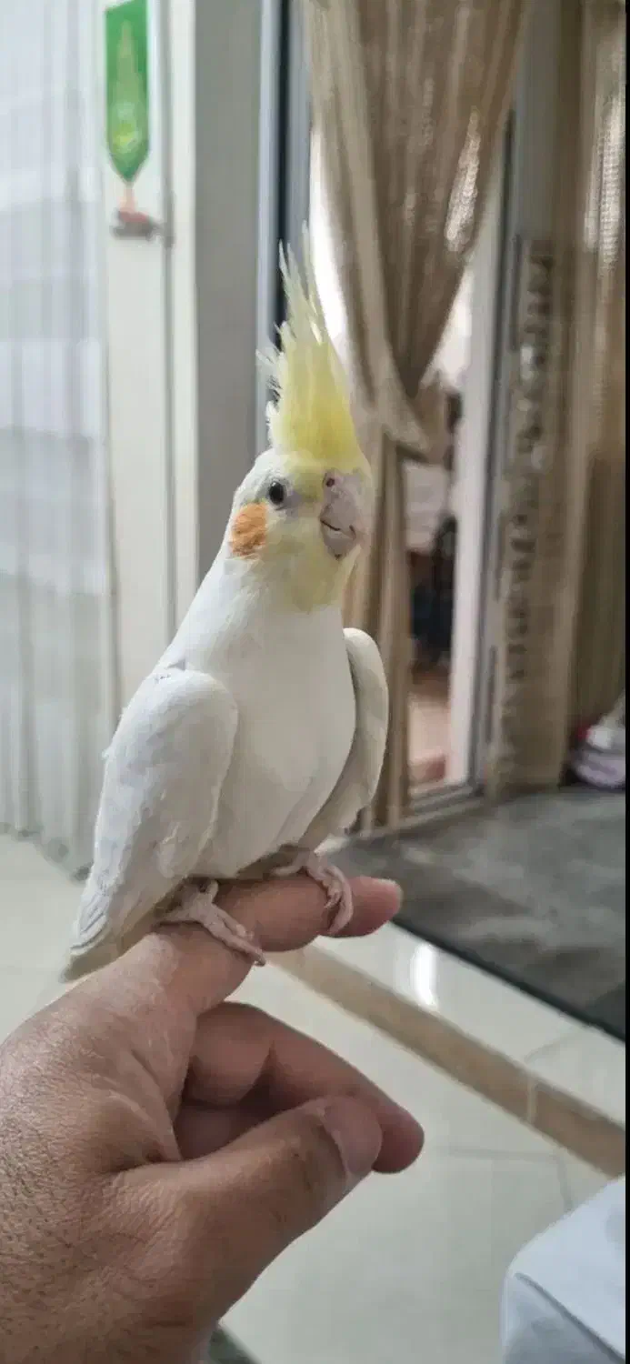 عروس هلندی مولد|پرنده|تهران, سلیمانی|دیوار