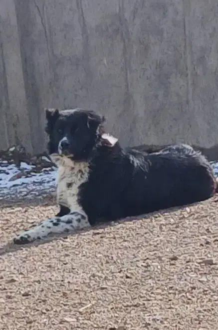 سگ قهدریجانی|سگ|بوئین زهرا, |دیوار