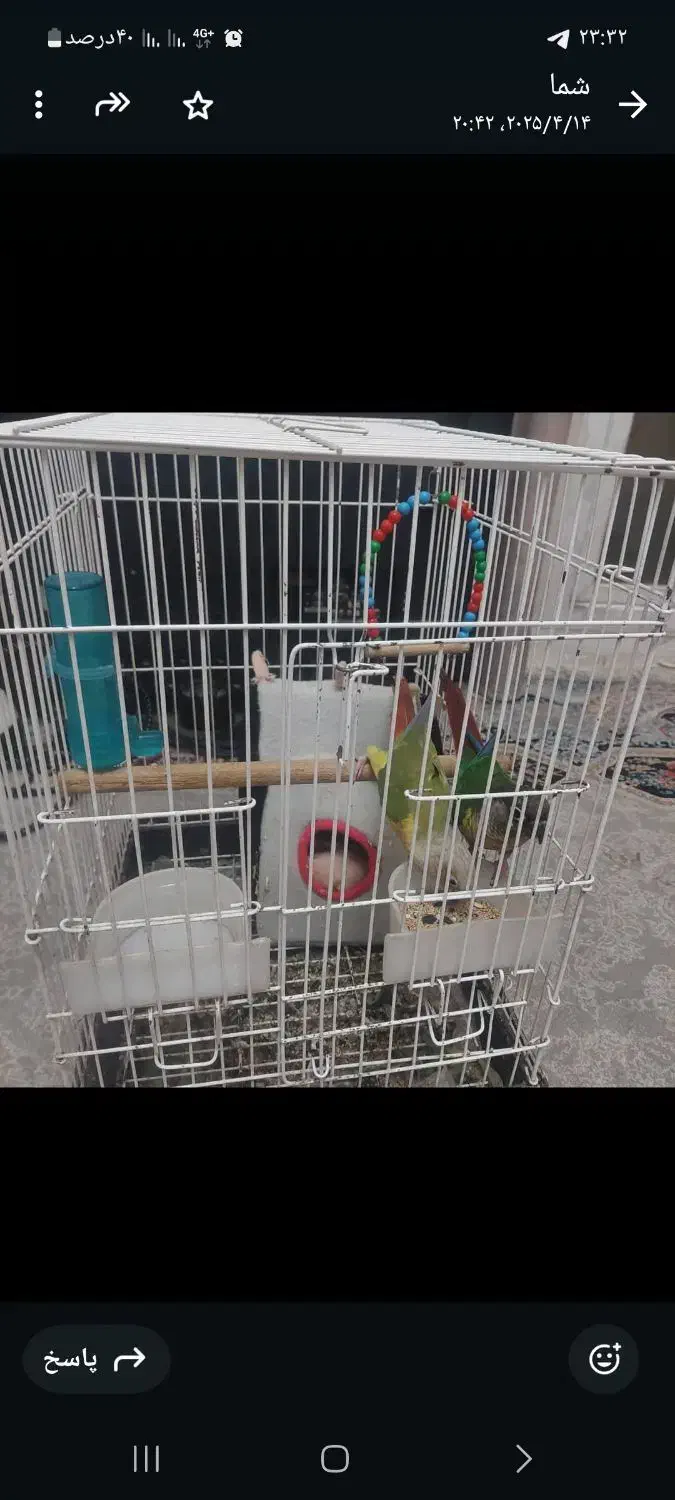 طوطی گمشده|حیوانات|شیراز, احمدآباد|دیوار