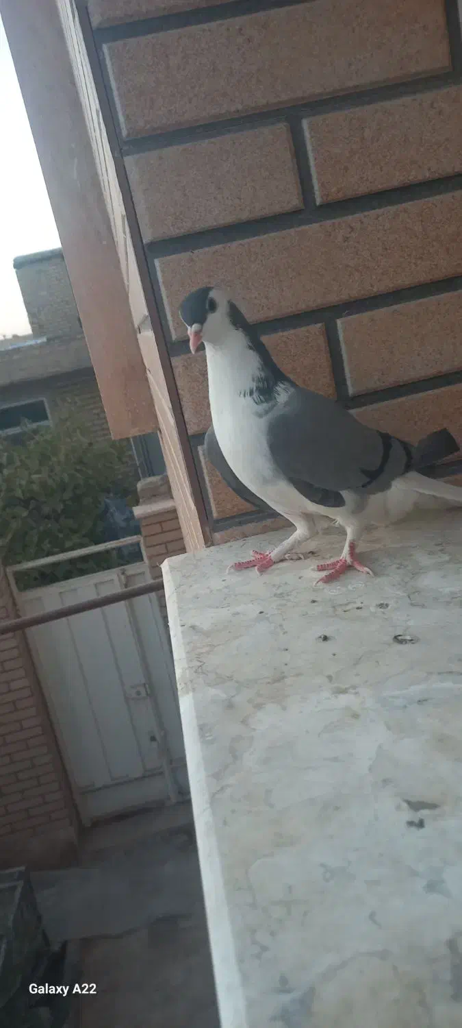 کفتر دمگیر|پرنده|حبیب آباد, |دیوار