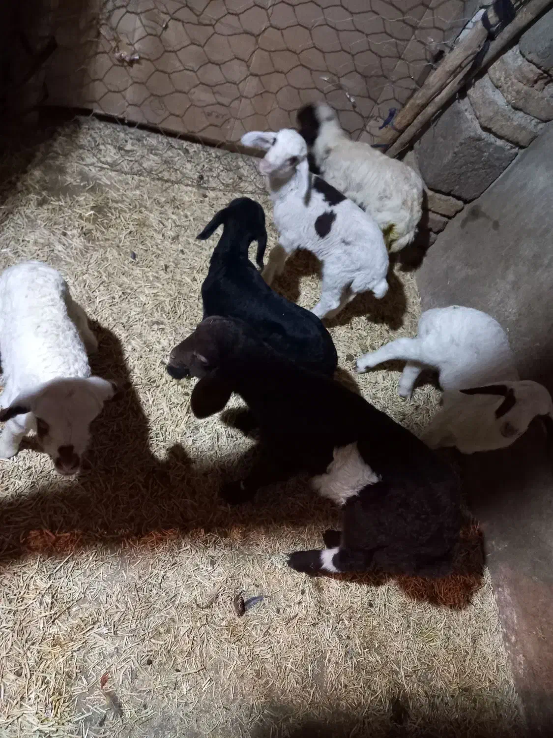 بره شیری|حیوانات مزرعه|کرمانشاه, |دیوار