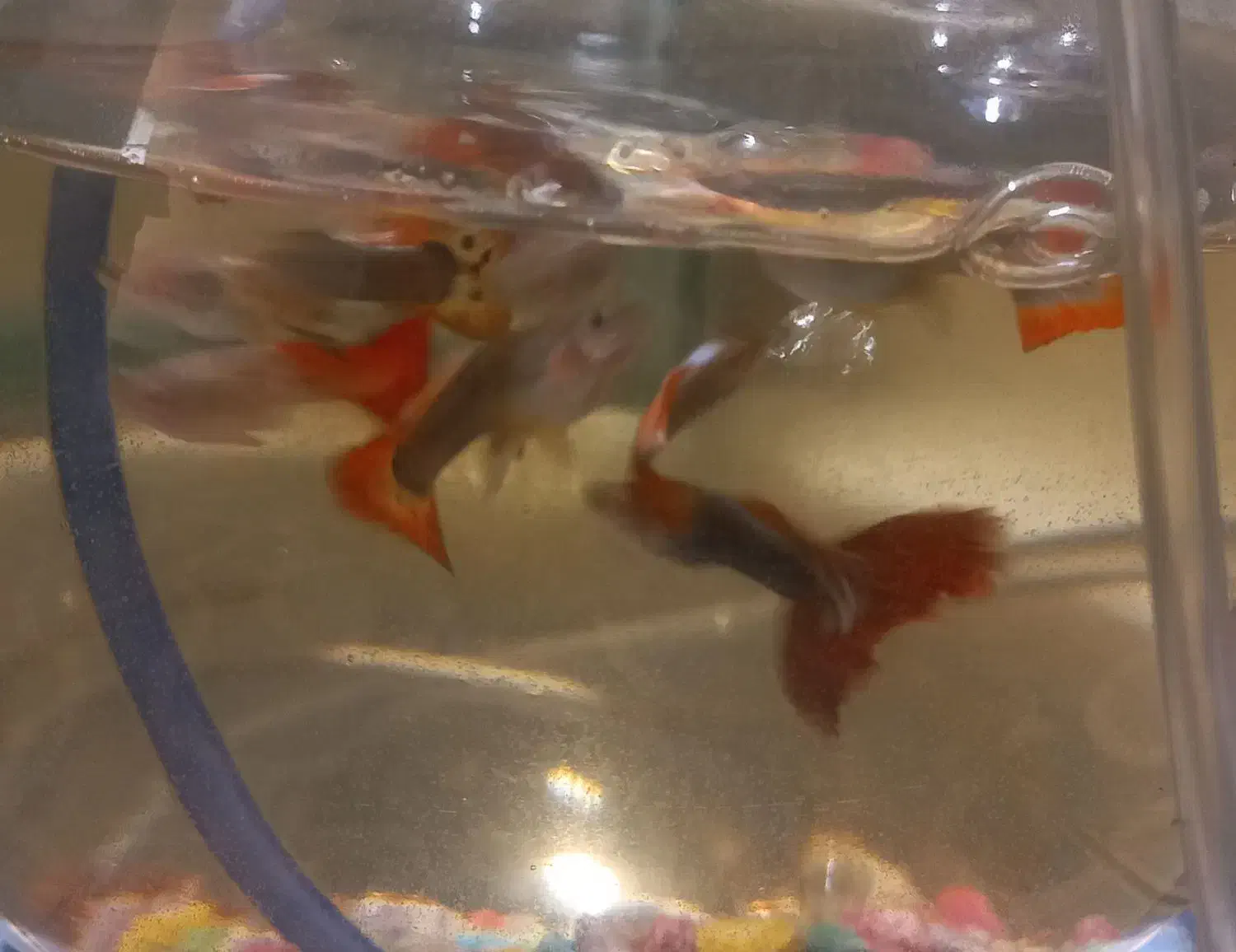 ماهی گوپی|ماهی|شیراز, شیخ علی چوپان|دیوار