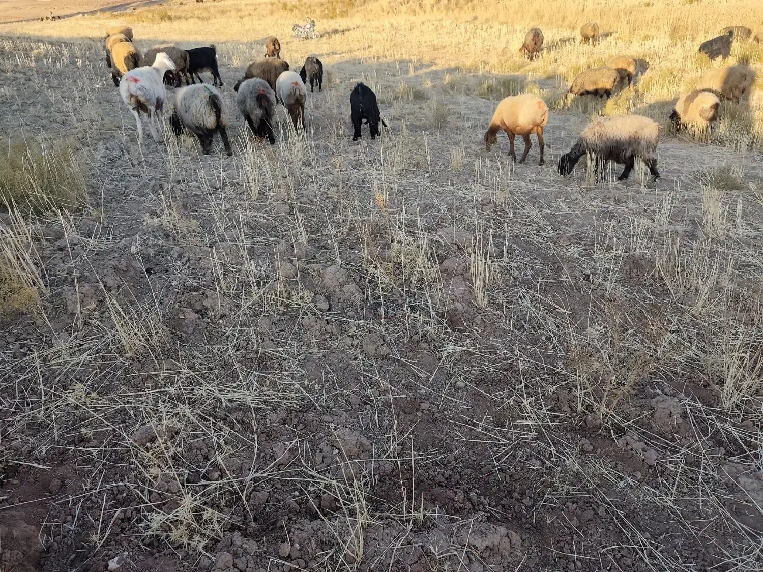 شیشک ابستن|حیوانات مزرعه|ارژن, |دیوار