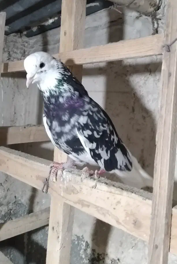 کفتر شازده سرور|پرنده|کرج, عظیمیه|دیوار