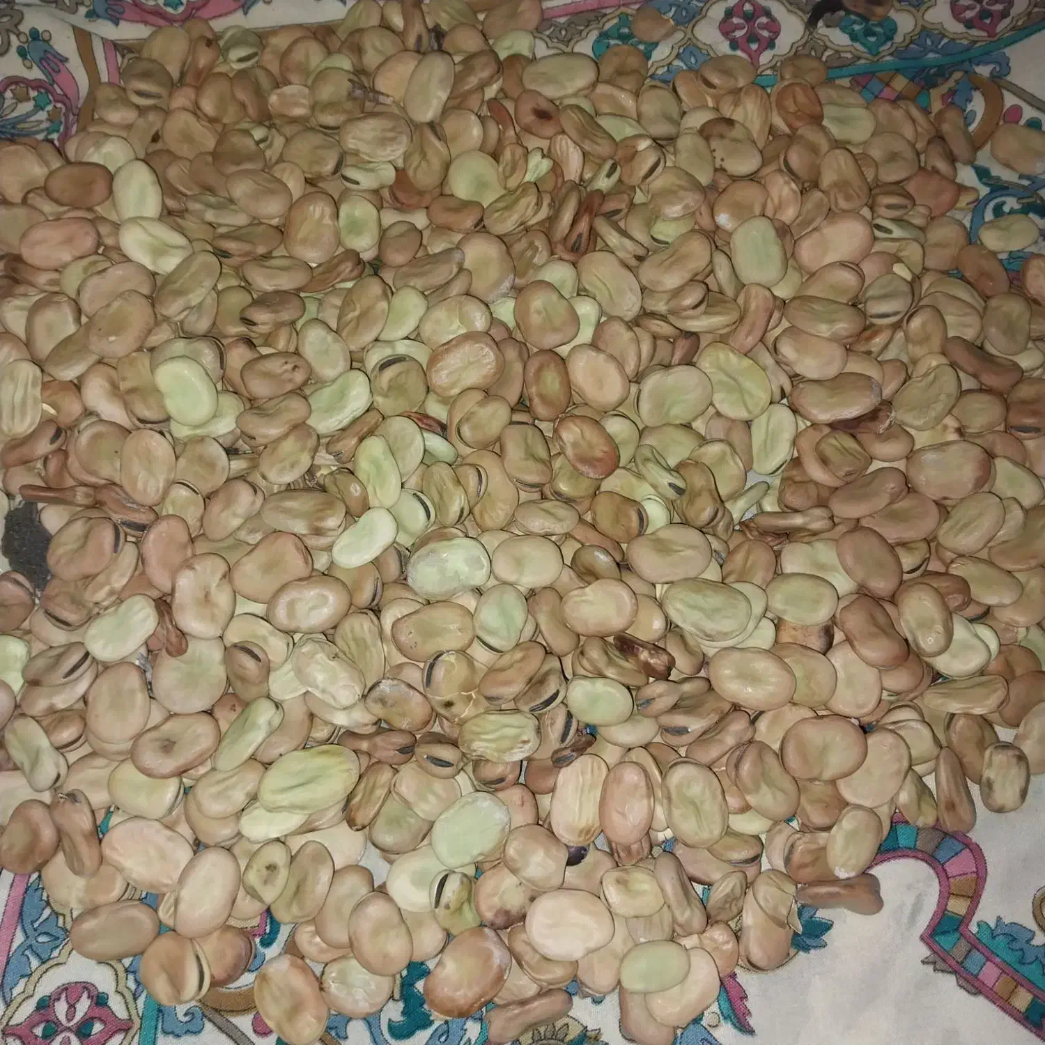 باقلا کشاورزی|حراج|نوکنده, |دیوار