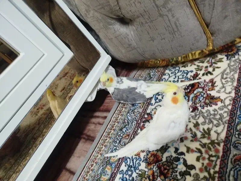 عروس هلندی جوجه|پرنده|مشگین شهر, |دیوار