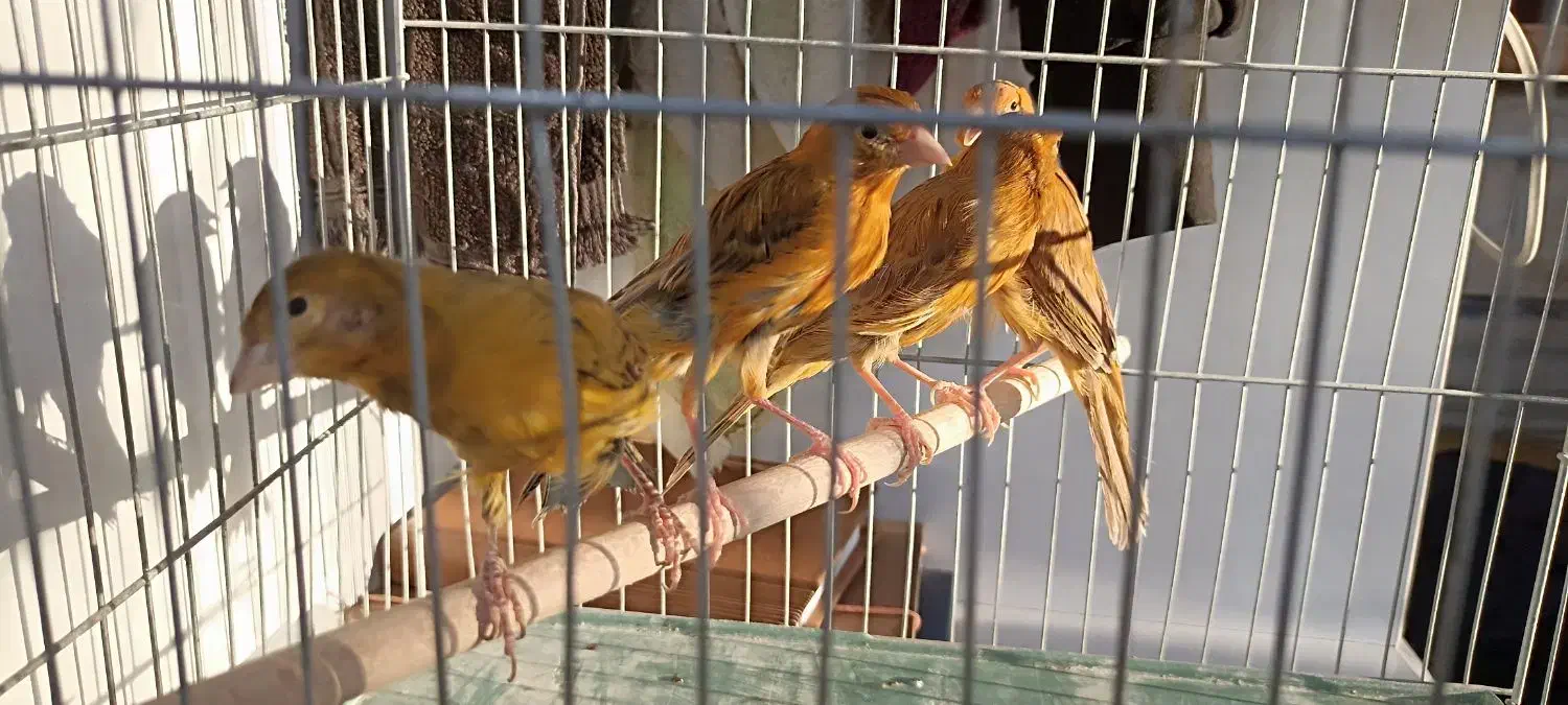 ماده قناری جوان|پرنده|کرمان, |دیوار