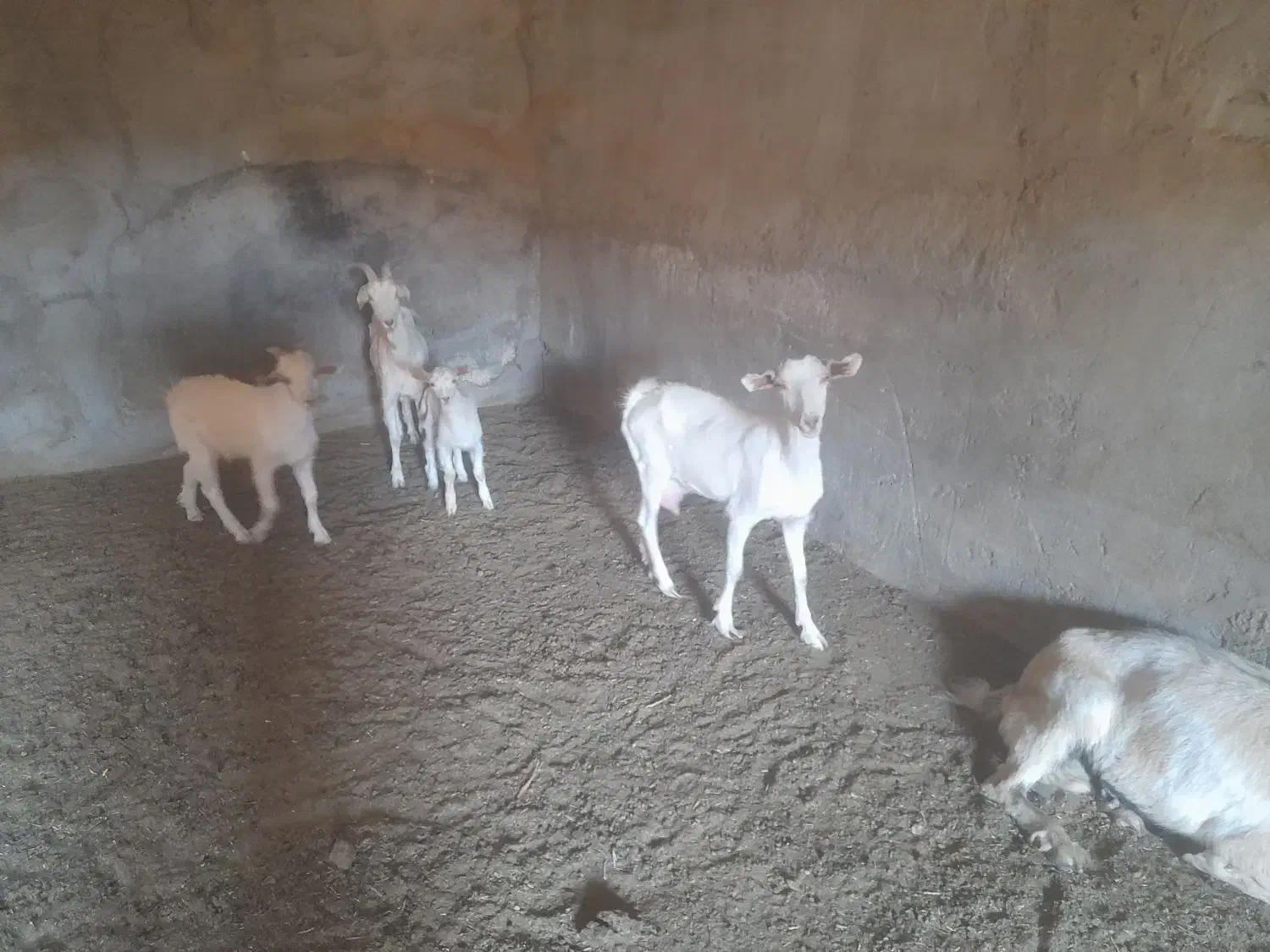 بز و کرهی|حیوانات مزرعه|مهریز, |دیوار