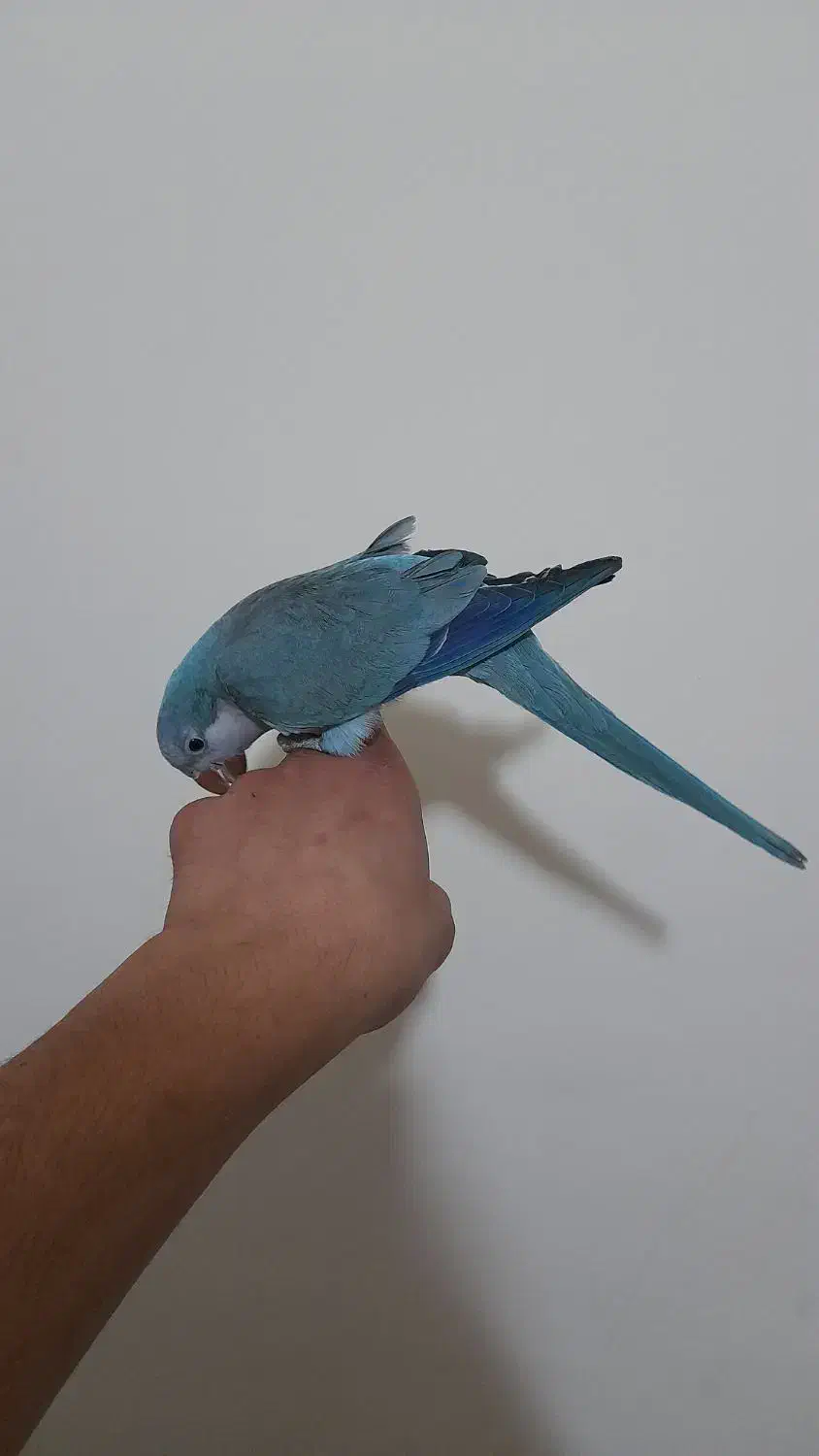 طوطی راهب|پرنده|ارومیه, |دیوار