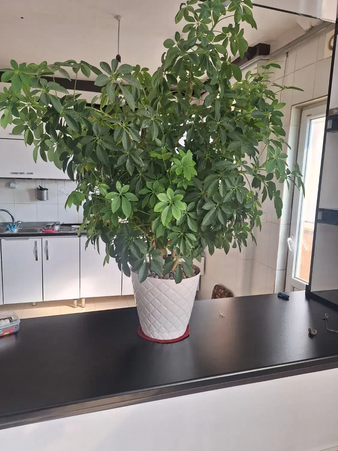 گل طبیعی و گلدان|گل و گیاه طبیعی|جوانرود, |دیوار