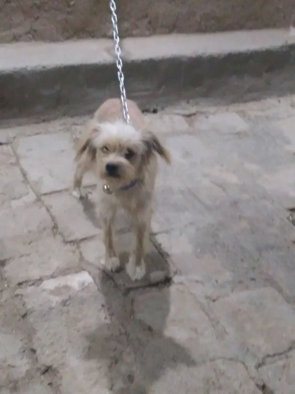 یک عدد سگ تفلسی|سگ|آران و بیدگل, |دیوار