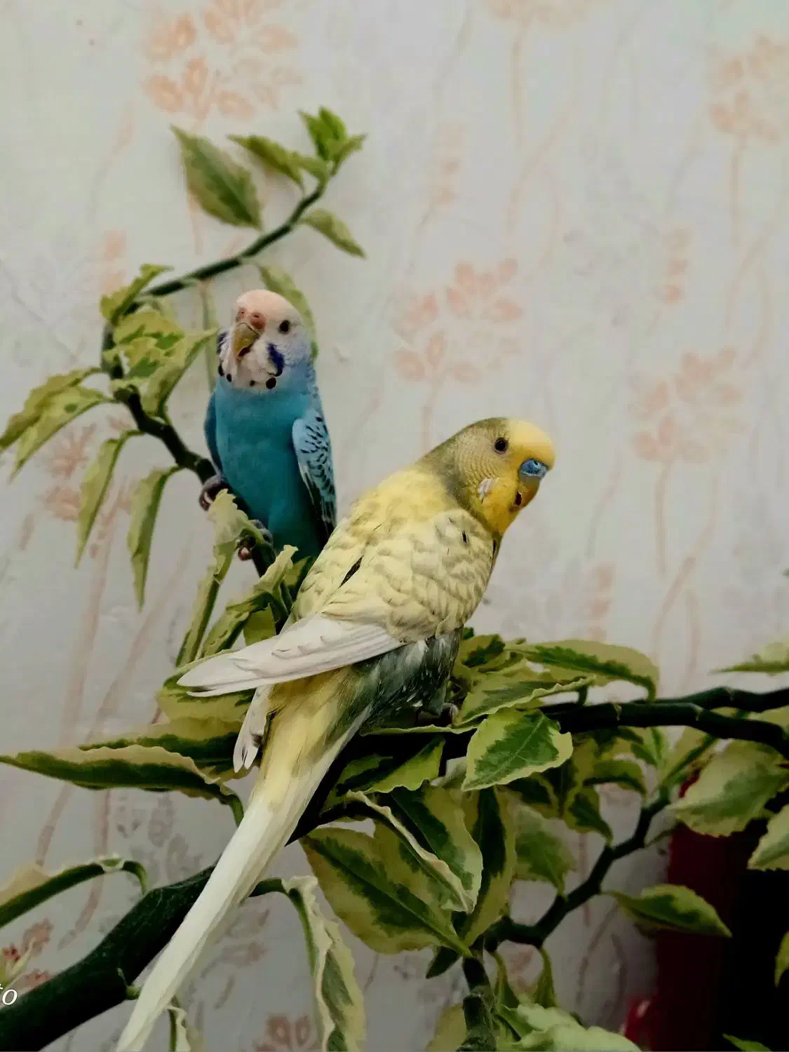 مرغ عشق|پرنده|جوانرود, |دیوار