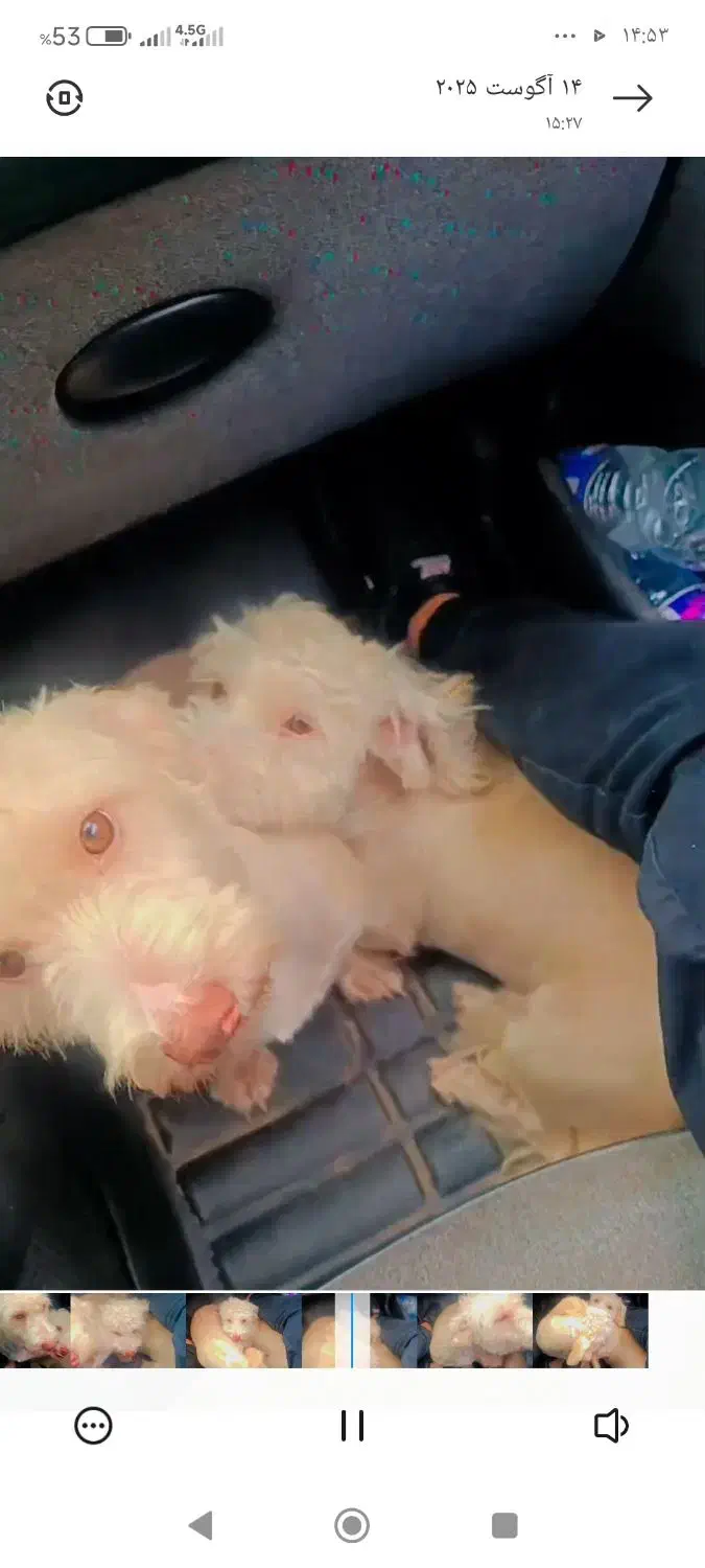 سگ پاکوتاه قشنگ|سگ|کیاشهر, |دیوار