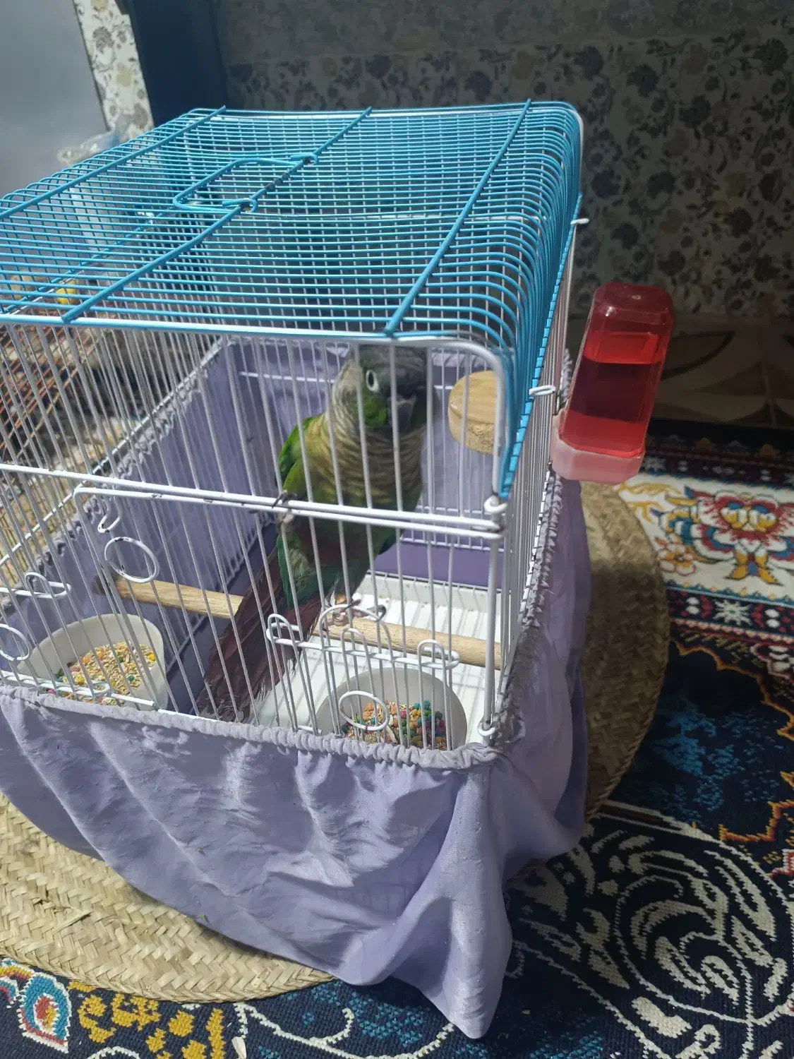 طوطی گرینچیک نر|پرنده|خرمشهر, |دیوار