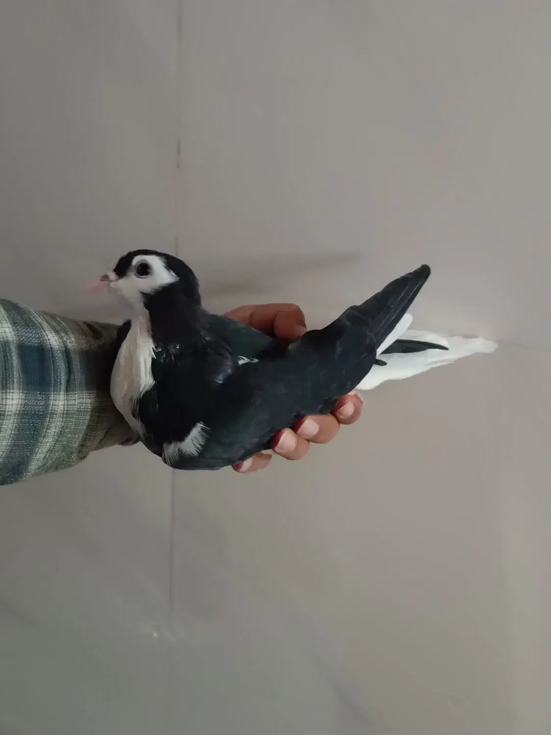 فروش کبوتر|پرنده|مشهد, قائم|دیوار