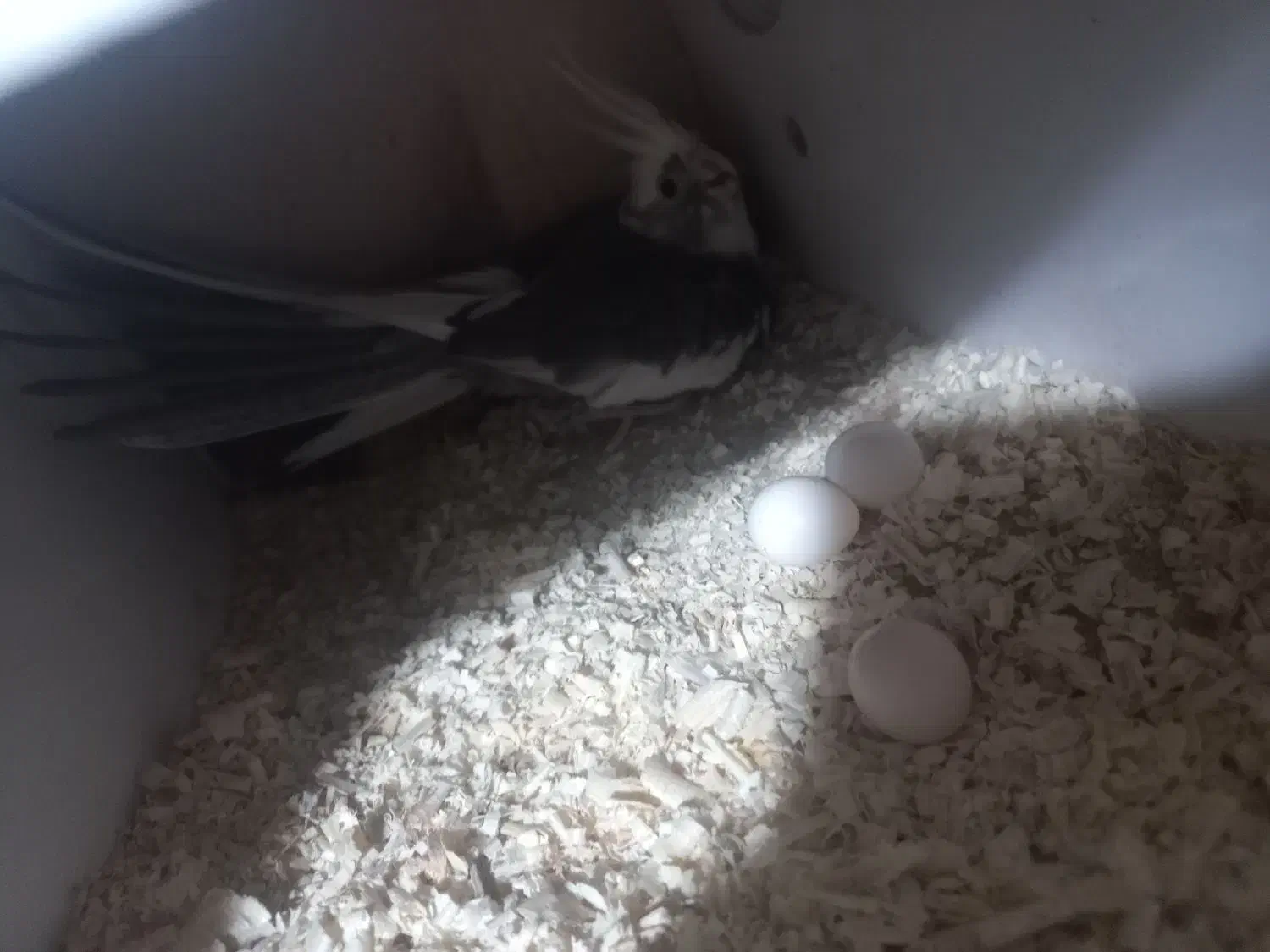 جفت عروس هلندی وایت فیس|پرنده|قم, محمد آباد|دیوار