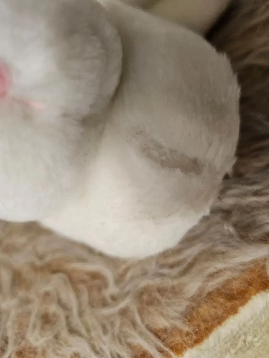 پاپوش خرگوشی بچگانه|کفش و لباس بچه|اصفهان, باغ نگاره|دیوار