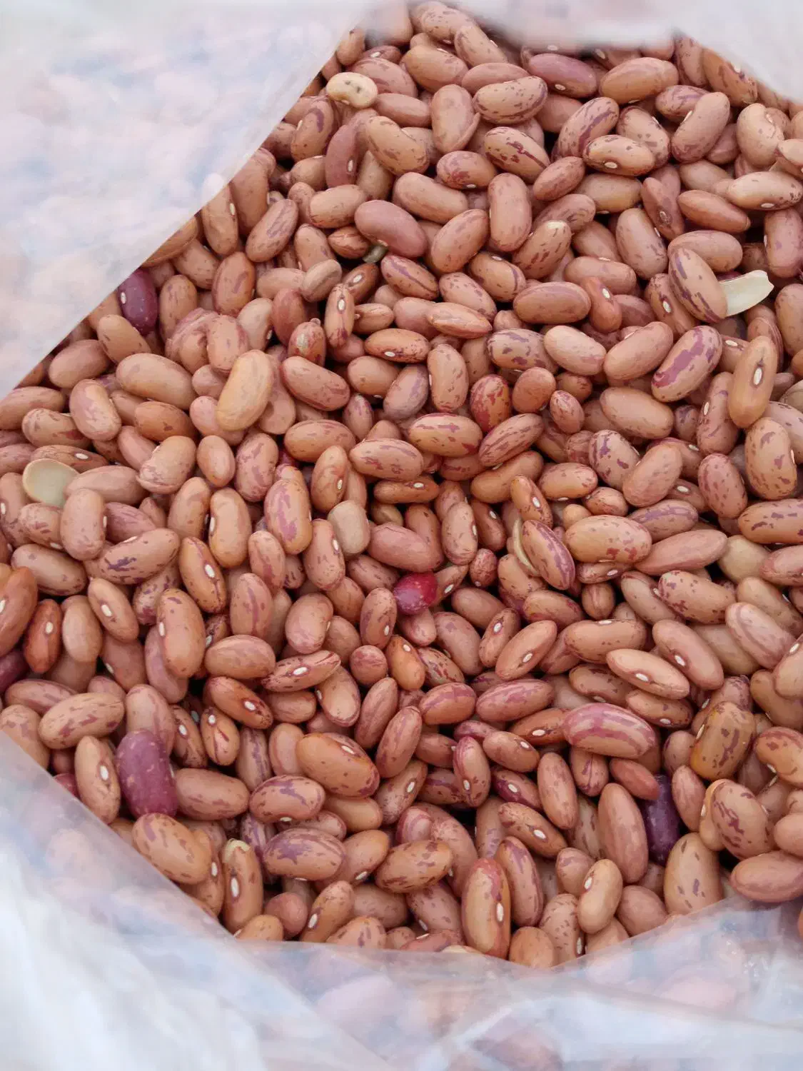لوبیا چیتی بار نو امسالی|خوردنی و آشامیدنی|شیراز, پودنک|دیوار