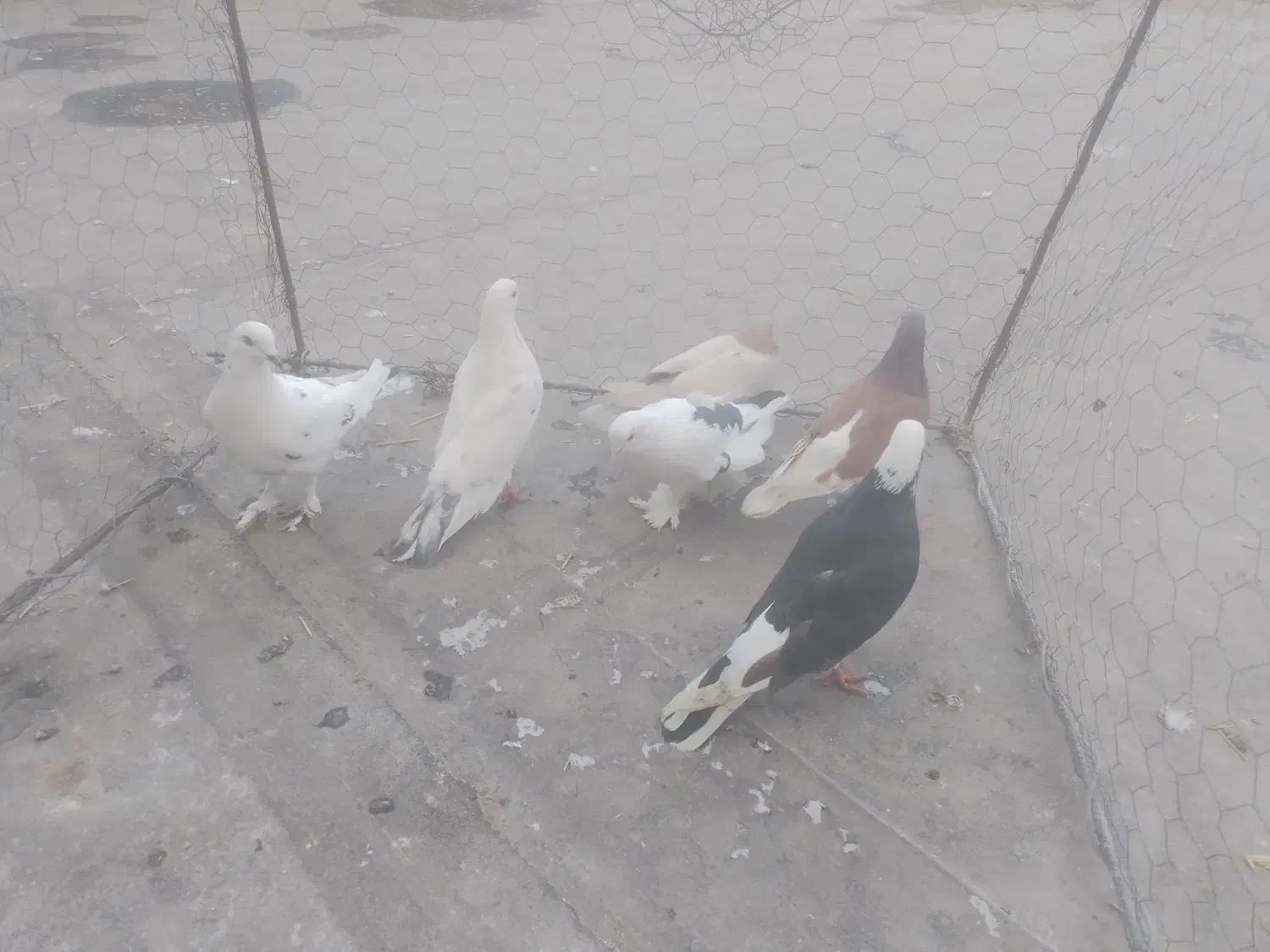 کبوتر فروشی|پرنده|میانه, |دیوار