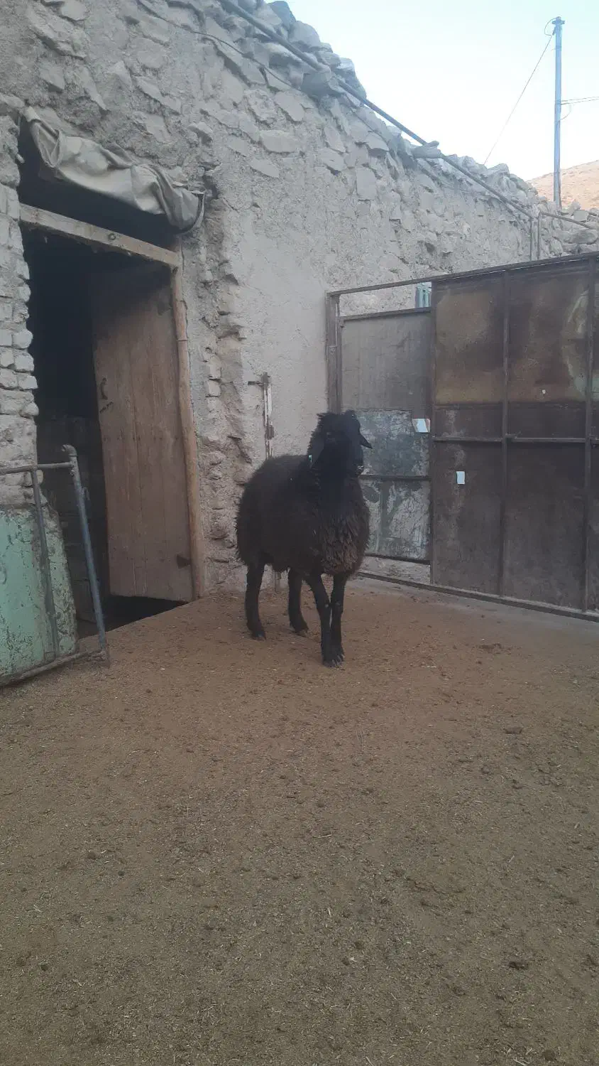 فروش‌بره‌قوچ‌همو|حیوانات مزرعه|شیروان (خراسان), |دیوار