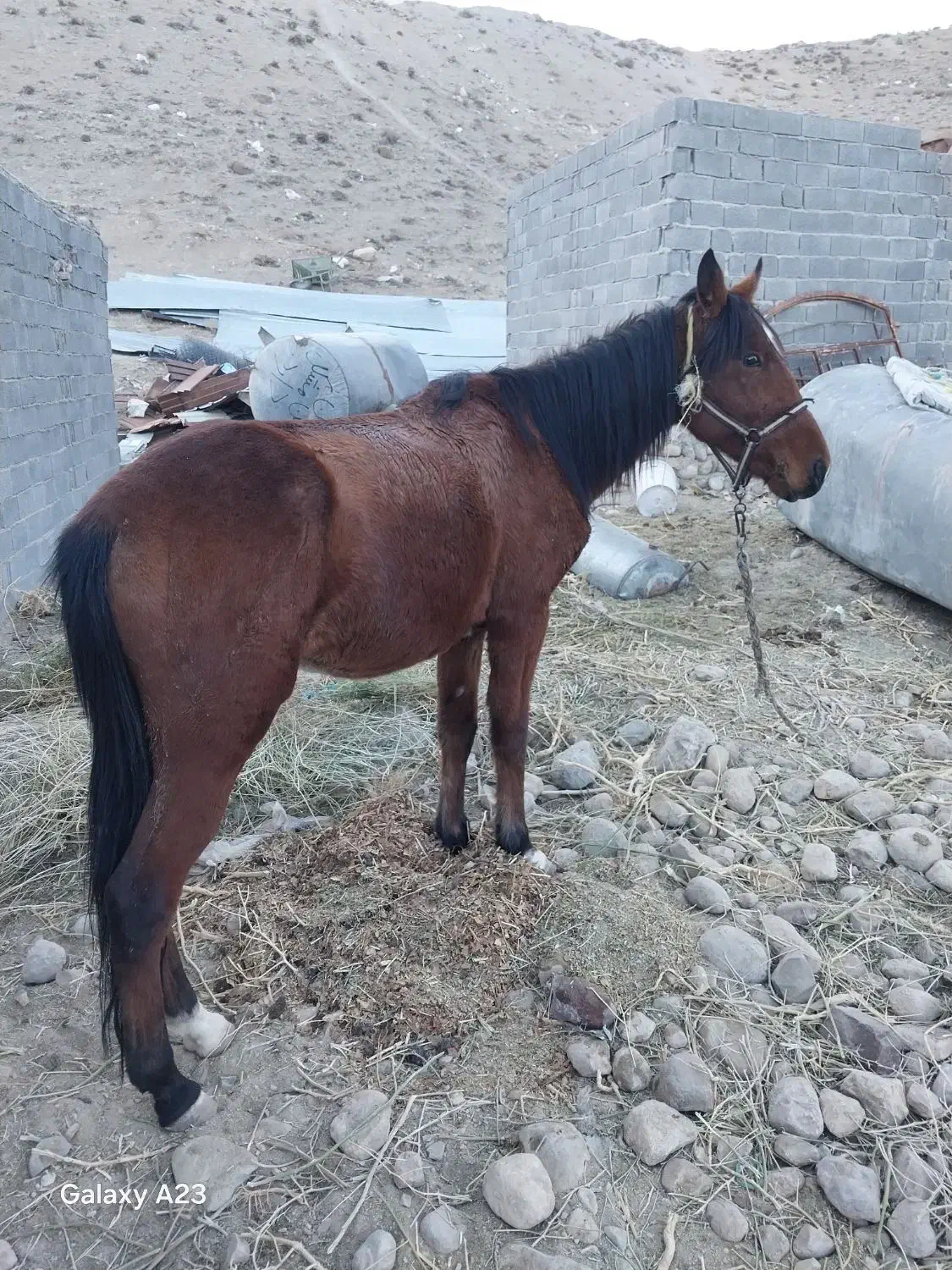 اسب نریون|اسب و تجهیزات اسب‌سواری|آبسرد, |دیوار