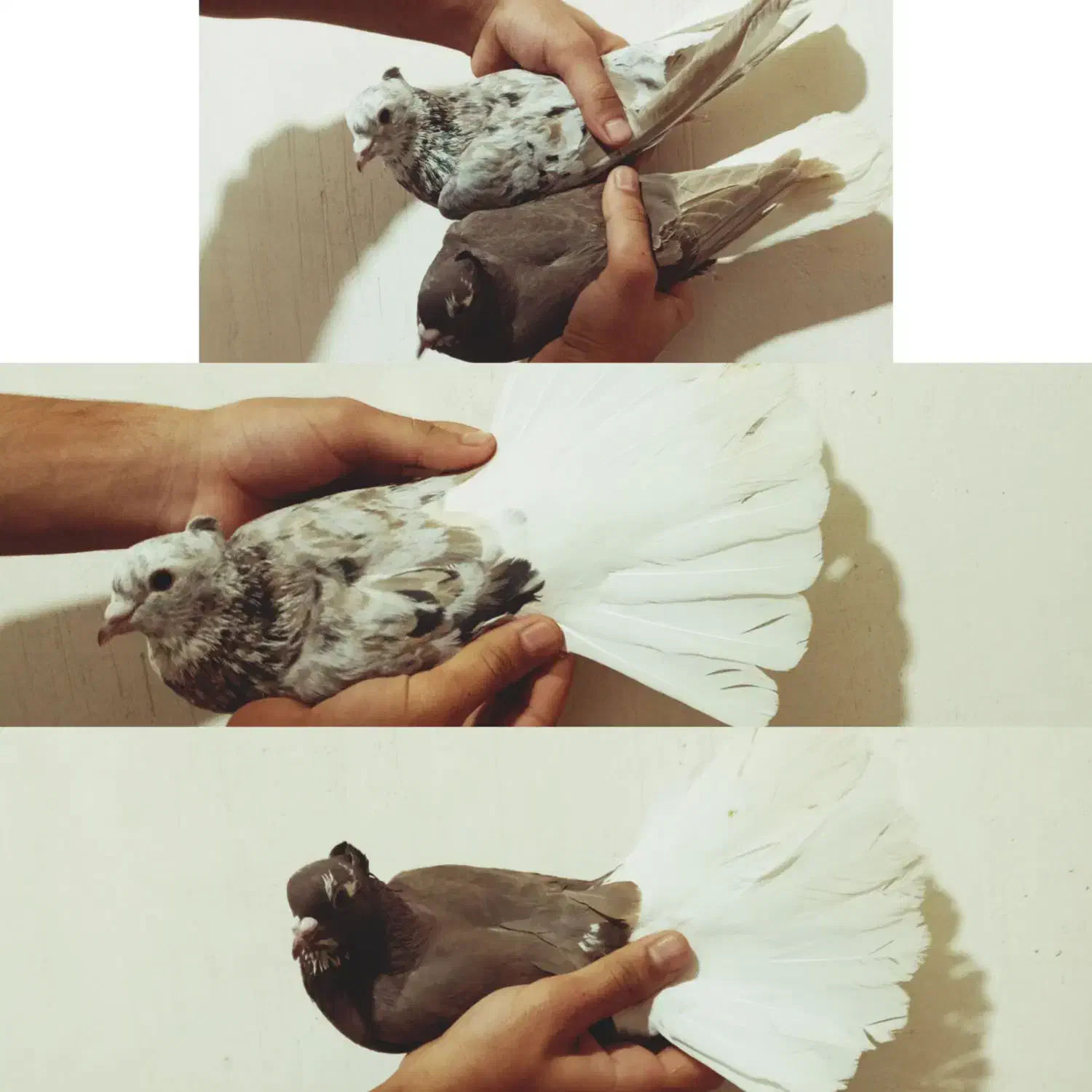 کبوتر طوقی. دمسفید|پرنده|رامهرمز, |دیوار