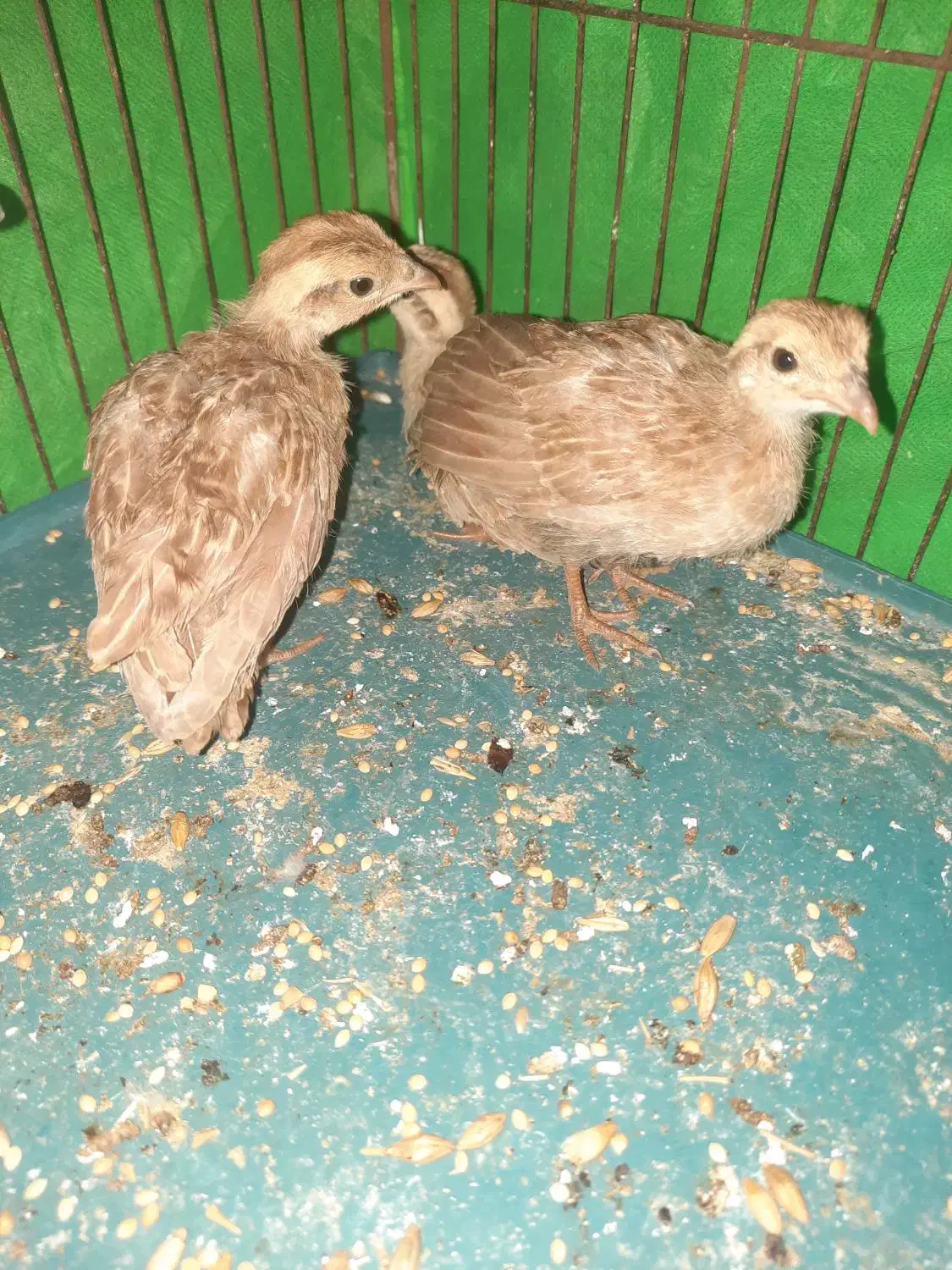 مرغ زینتی نر و جوجها|حیوانات مزرعه|چابهار, |دیوار