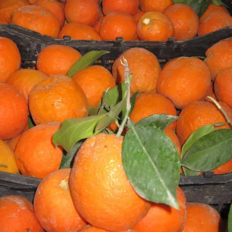 نارنج محلی دست چین آب دار و فوق العاده|خوردنی و آشامیدنی|محمدشهر, محمدشهر|دیوار
