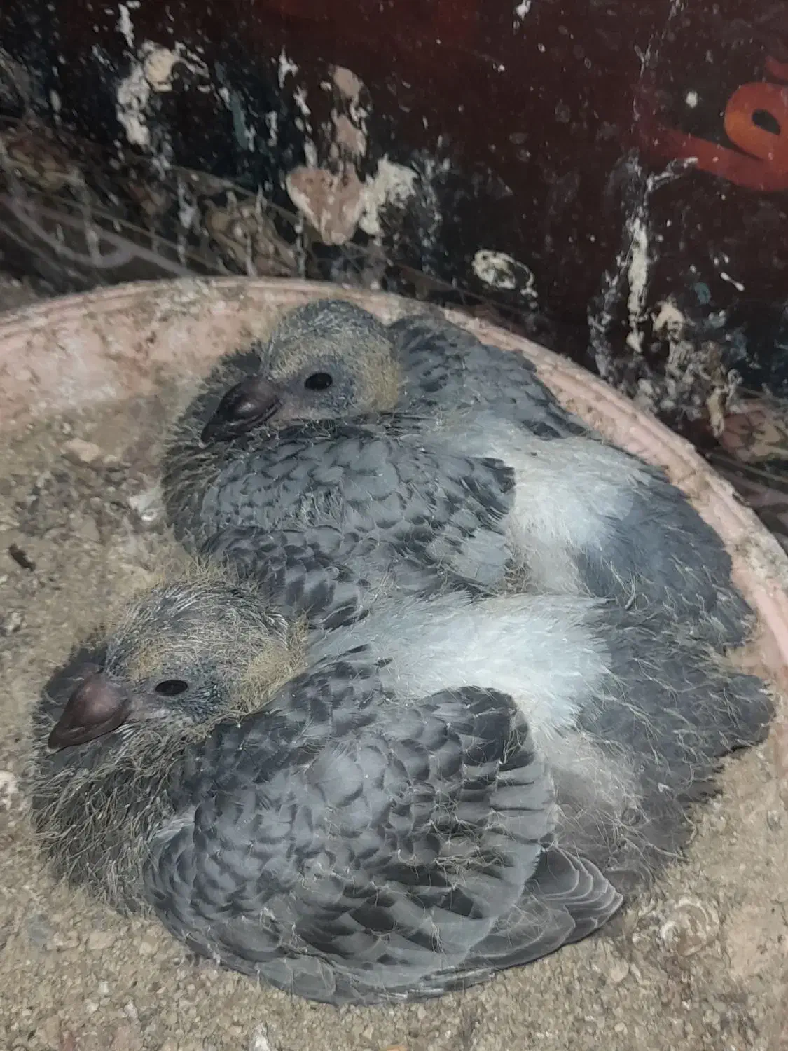 جوجه پلاکی|پرنده|همدان, |دیوار