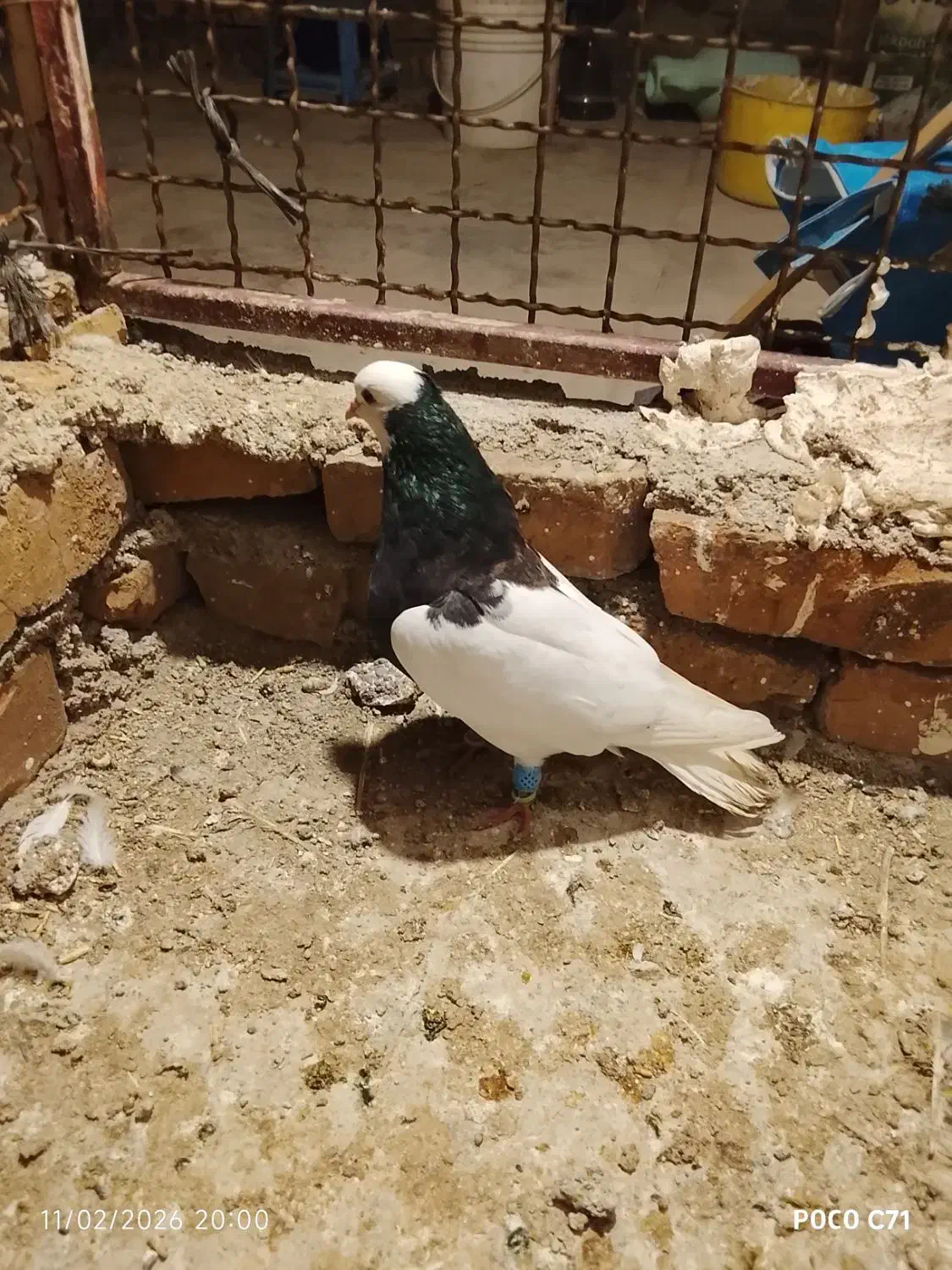 کفتر گرفتنی|حیوانات|نیشابور, ریوند|دیوار