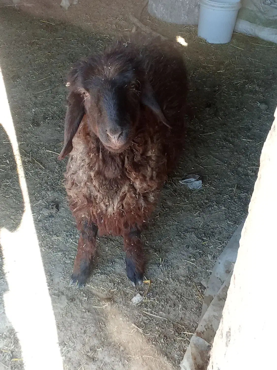 بره ماده|حیوانات مزرعه|قوچان, |دیوار