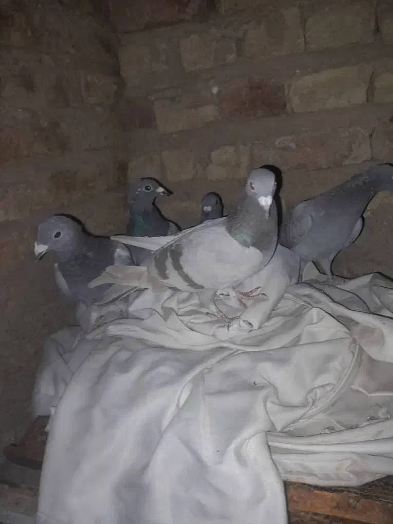 ۱۰۰ عدد کفتر  از همه رنگی  فروش فوری دونی ۱۵۰ به|پرنده|مرودشت, نقش رستم|دیوار