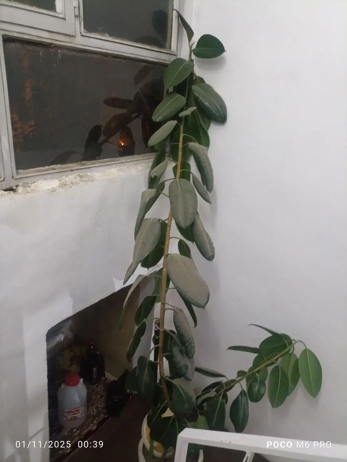 گل گو فیل|گل و گیاه طبیعی|مهاباد (آذربایجان غربی), |دیوار