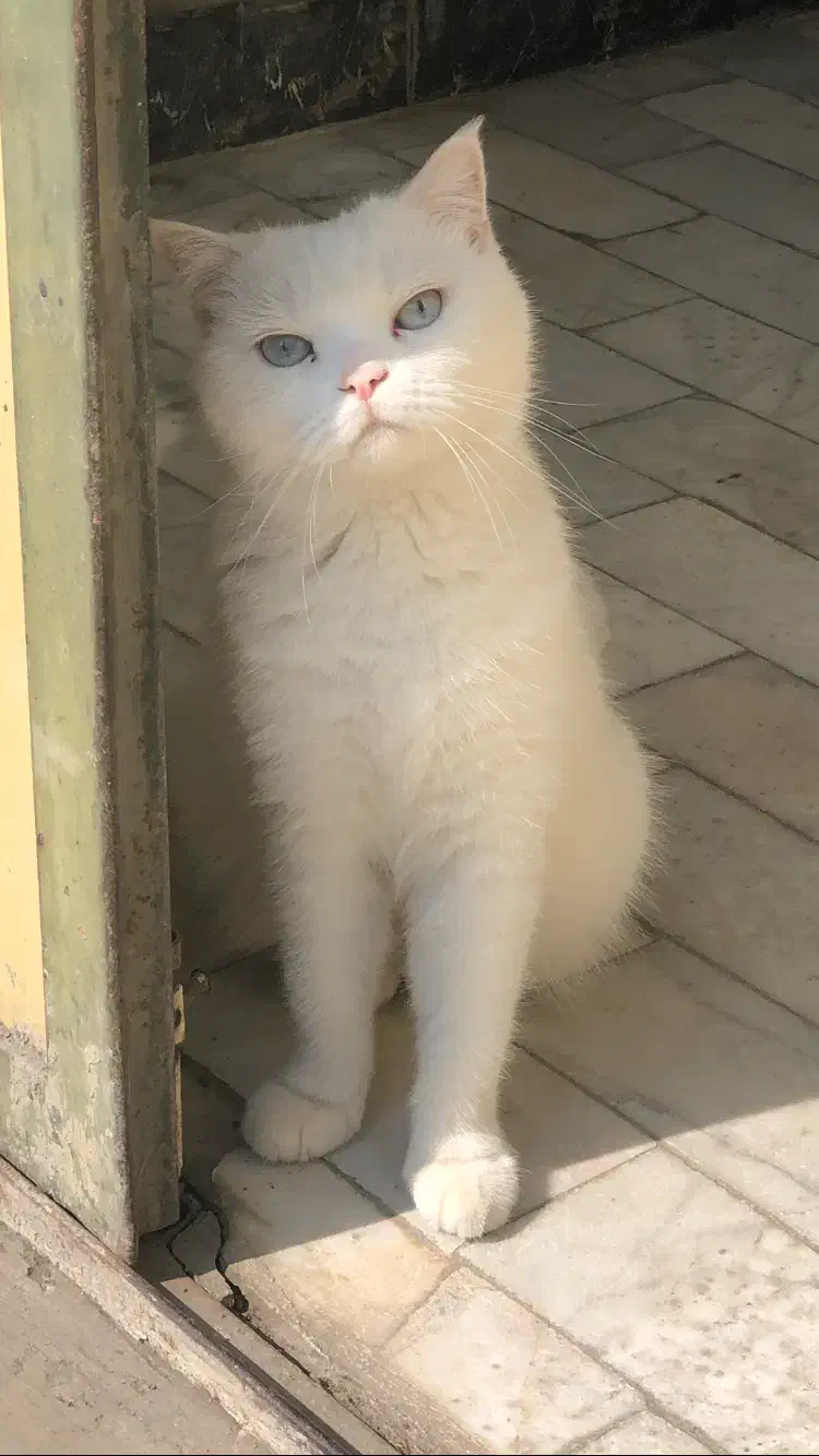 گربه سفید گمشده|گربه|گرگان, |دیوار