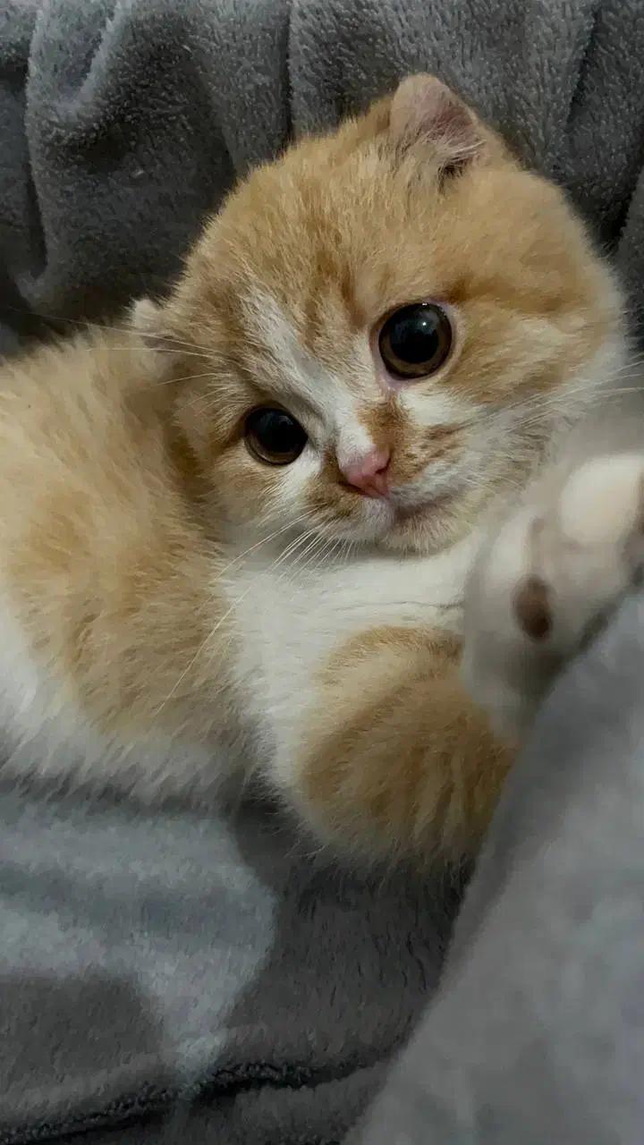 گربه|گربه|خوی, |دیوار