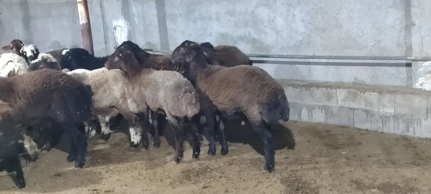 بره افشار|حیوانات مزرعه|ریگ, |دیوار