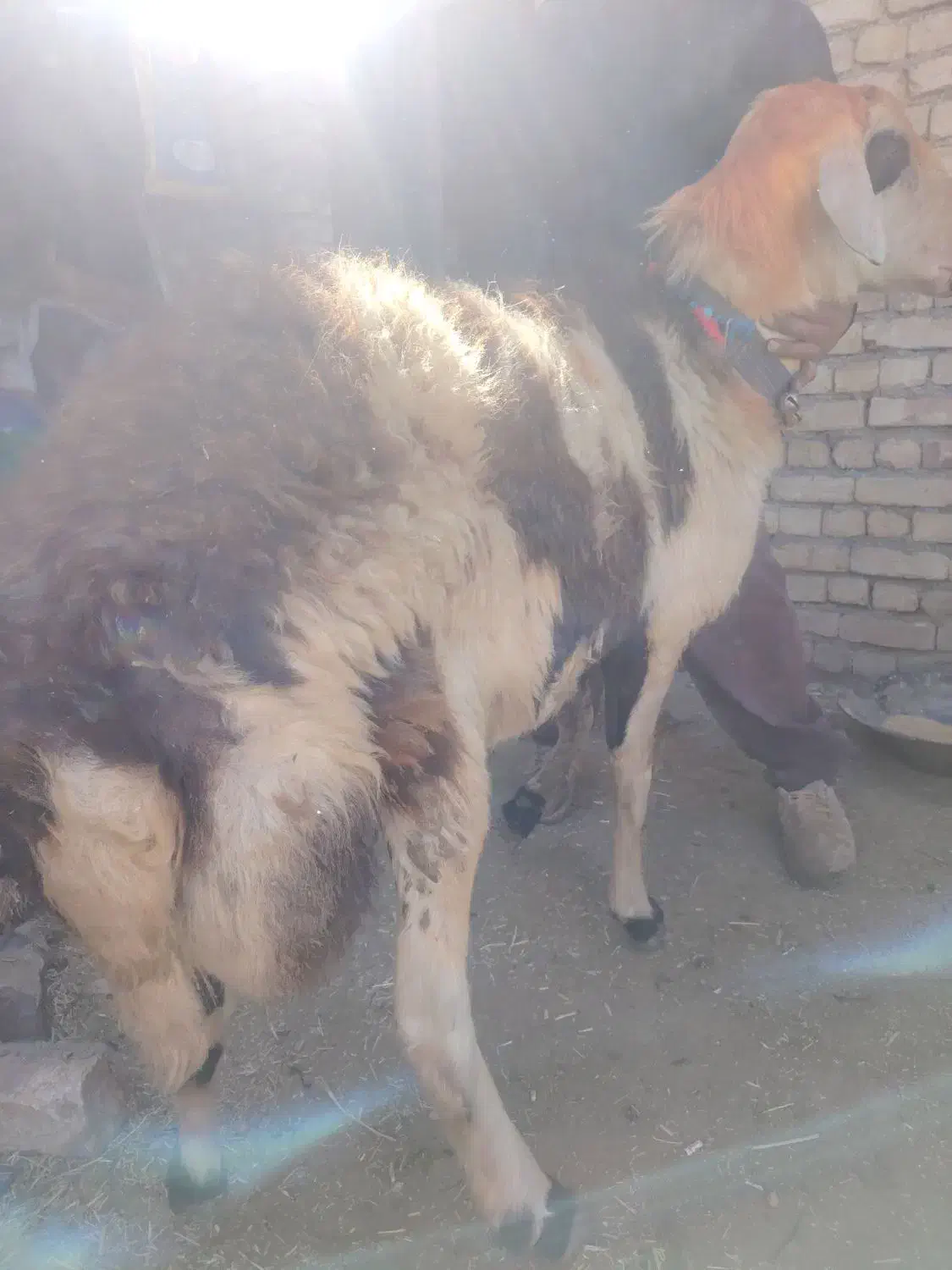 قوچ پلنگی|حیوانات مزرعه|شهرکرد, |دیوار