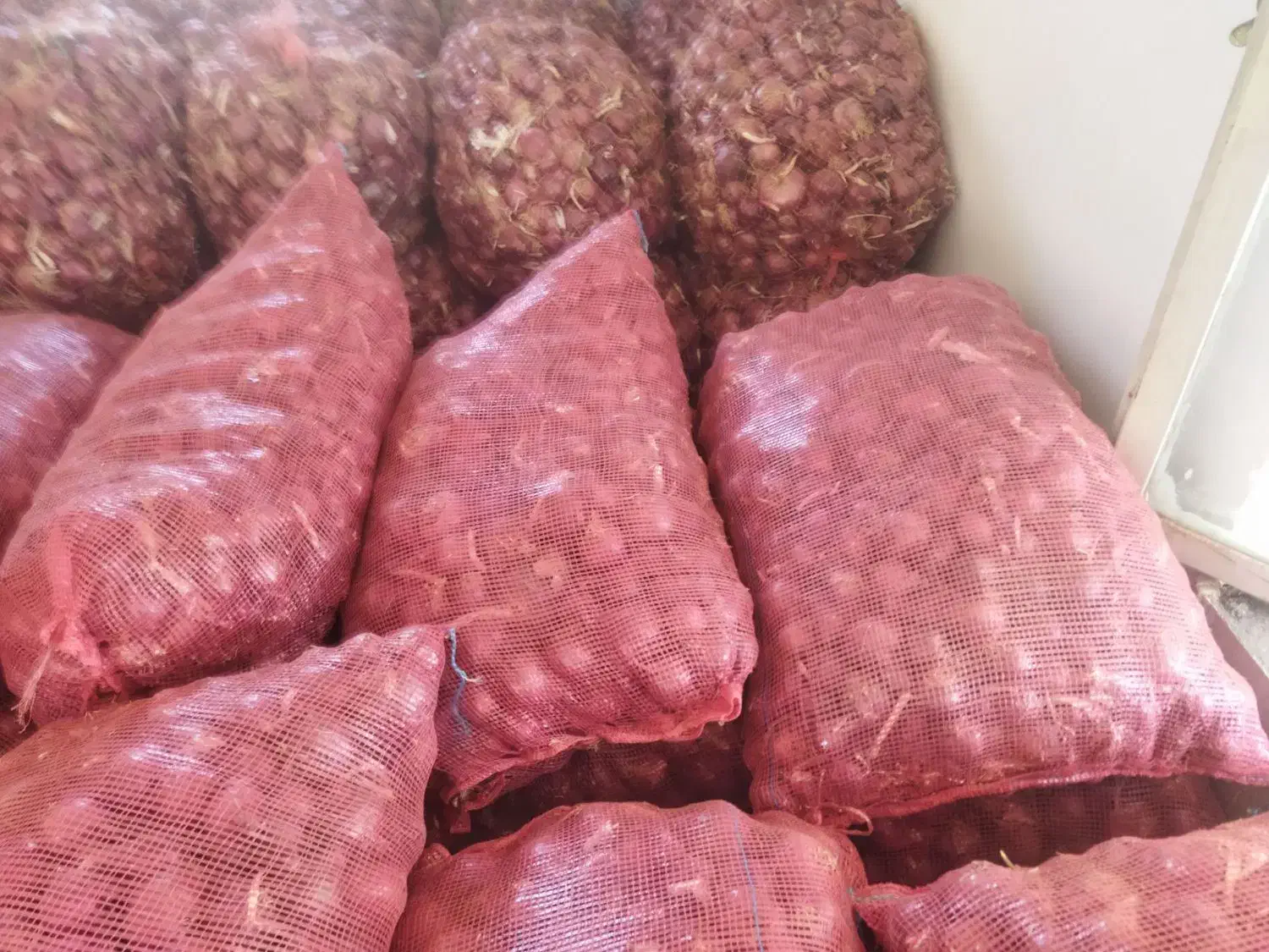 پیاز قرمز|خوردنی و آشامیدنی|گوآور, |دیوار