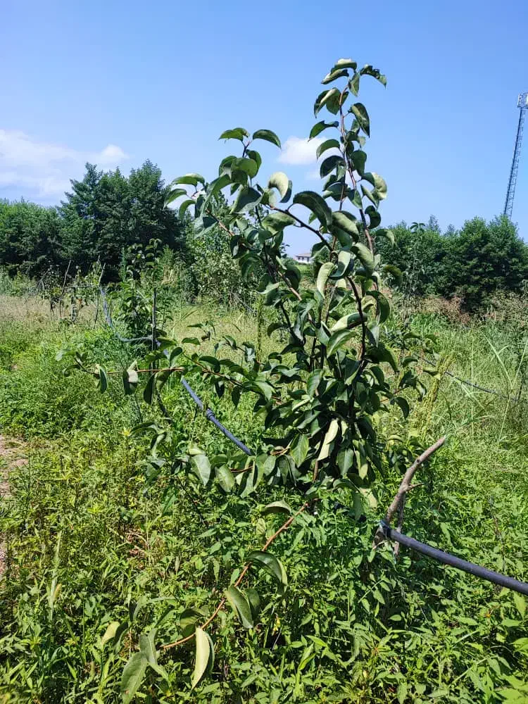 فروش درخت|خدمات باغبانی و درختکاری|رحیم‌آباد, |دیوار